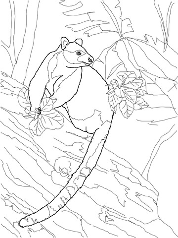 Goodfellow'S Tree Kangaroo Coloring Page